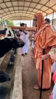 HH Swamiji's visit to Shri Venkatramana Temple Goshala at Karkala (14 Feb 2025)